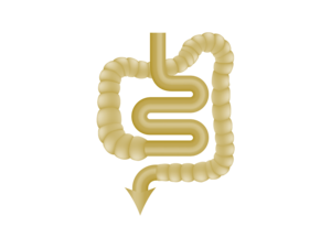 digestion