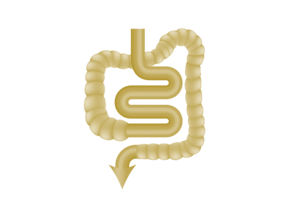 digestion
