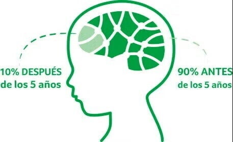 Desarrollo del cerebro del niño